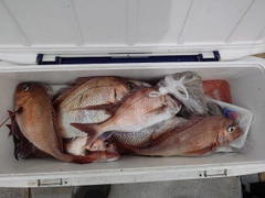 マダイの釣果