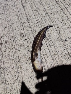 ゴンズイの釣果