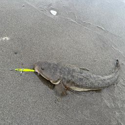 マゴチ
