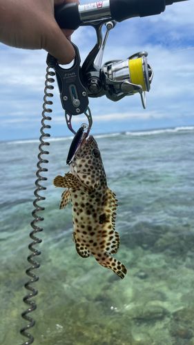 イシミーバイの釣果