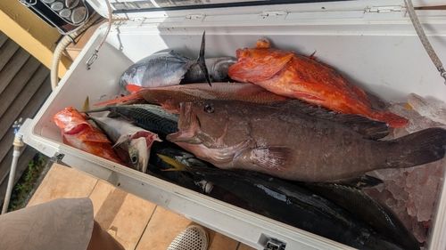 マハタの釣果