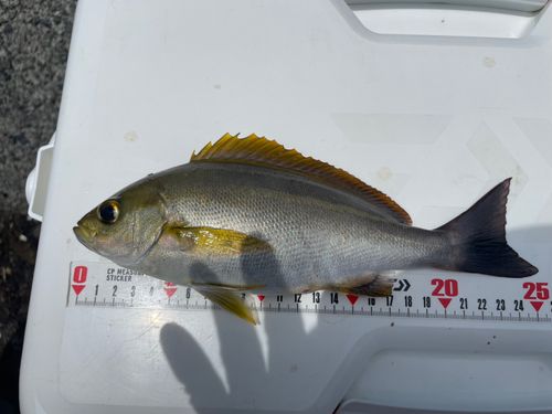 イサキの釣果