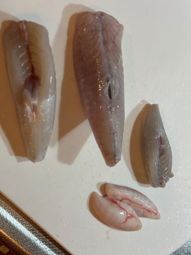 ショウサイフグ