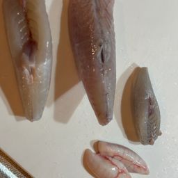 ショウサイフグ