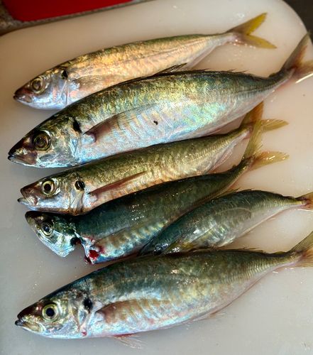 マルアジの釣果