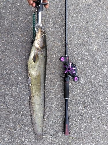 マナマズの釣果