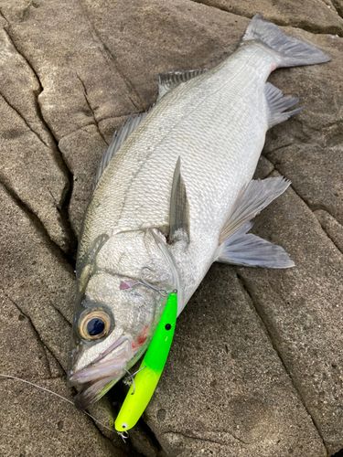 ヒラスズキの釣果