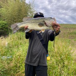 ラージマウスバス