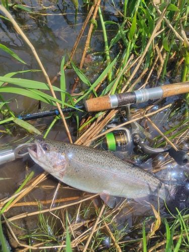 ニジマスの釣果