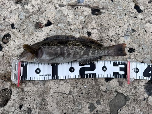 アイナメの釣果