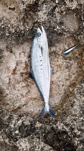 イケカツオの釣果