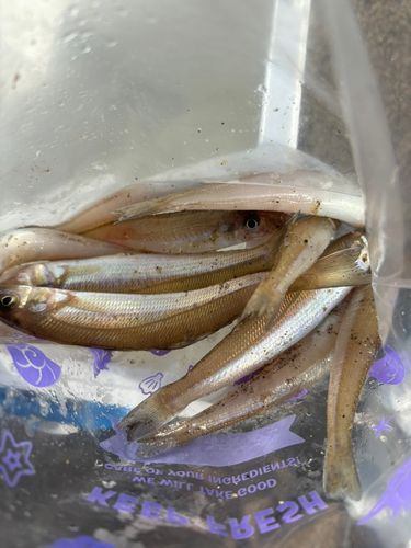 キスの釣果