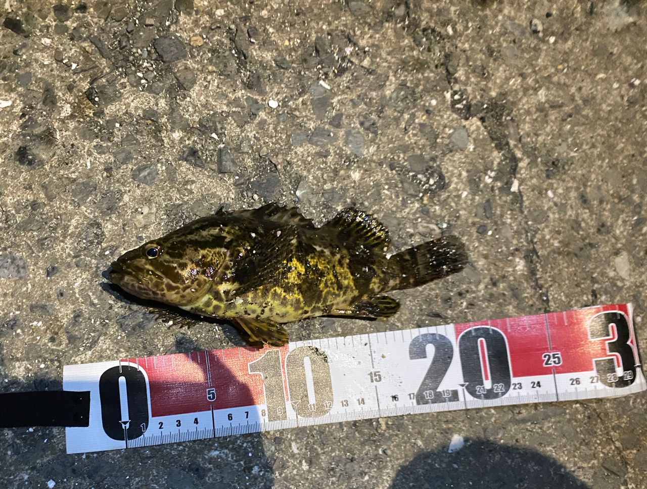 タケノコメバル