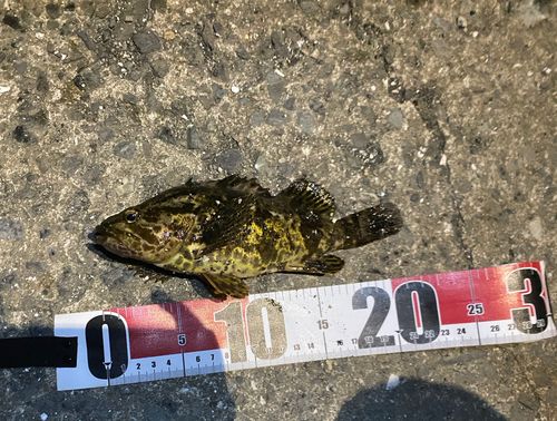 タケノコメバルの釣果