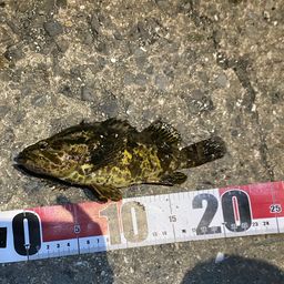 タケノコメバル