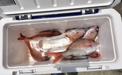 マダイの釣果