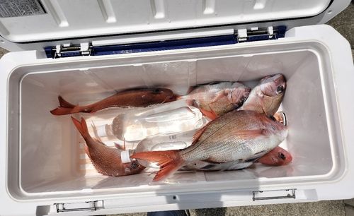 マダイの釣果