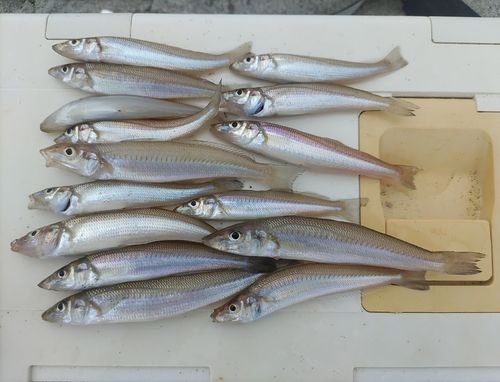 シロギスの釣果
