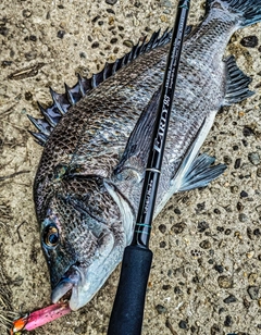 チヌの釣果