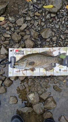 スモールマウスバスの釣果