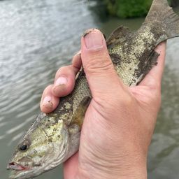 スモールマウスバス