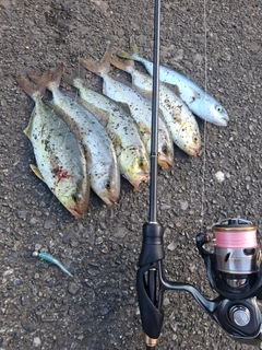 カンパチの釣果