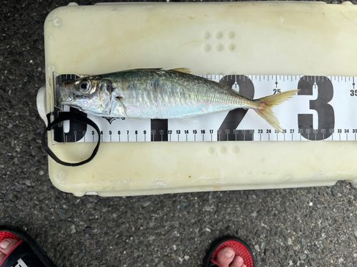 アジの釣果