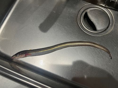 ハモの釣果