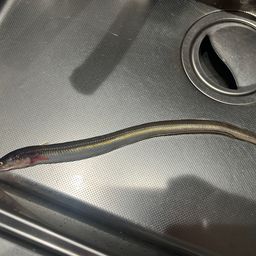 ハモ