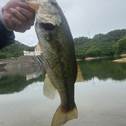 ブラックバス