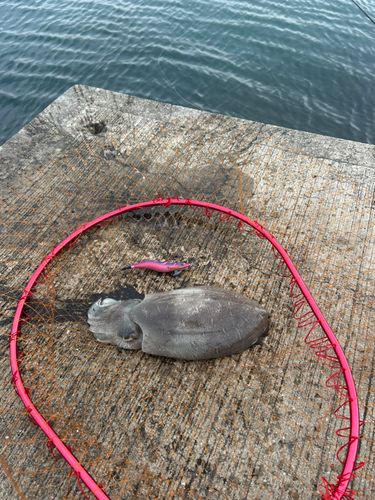 コウイカの釣果
