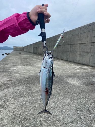 カツオの釣果