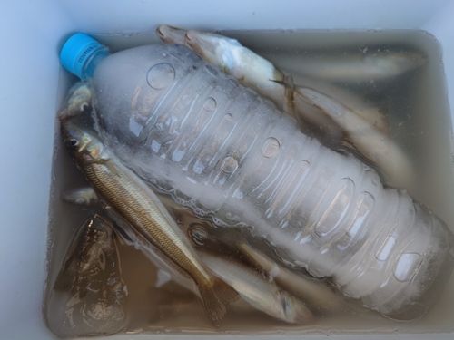 シロギスの釣果