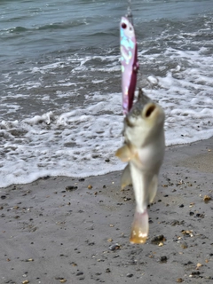 クサフグの釣果
