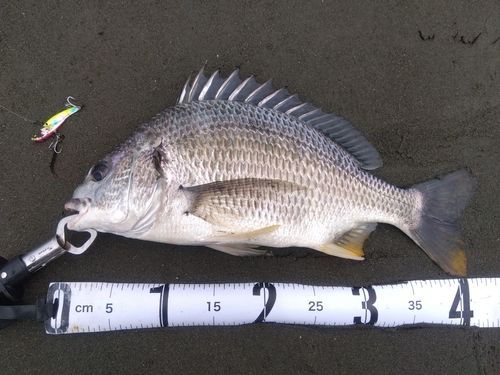キビレの釣果