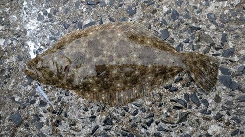 ヒラメの釣果