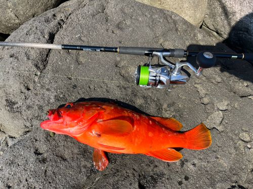 アカハタの釣果