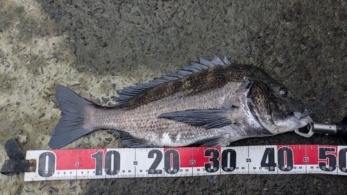 チヌの釣果