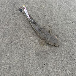 コチ