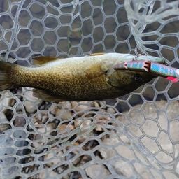 スモールマウスバス