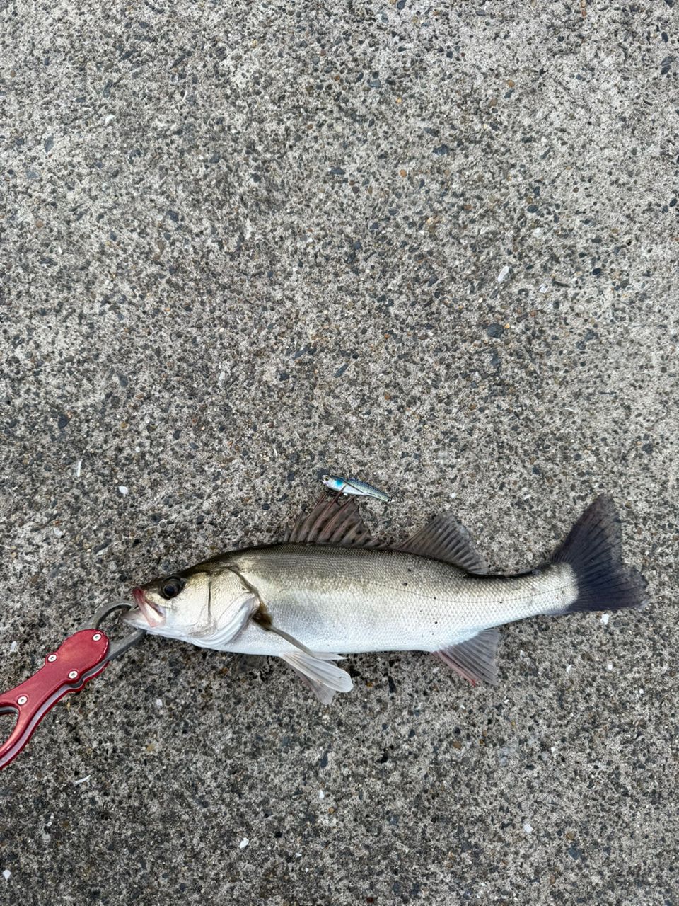 セイゴ（マルスズキ）