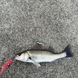 セイゴ（マルスズキ）