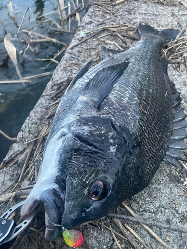 チヌの釣果