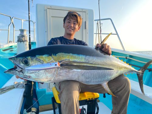 キハダマグロの釣果