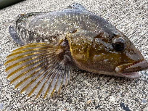 アイナメの釣果
