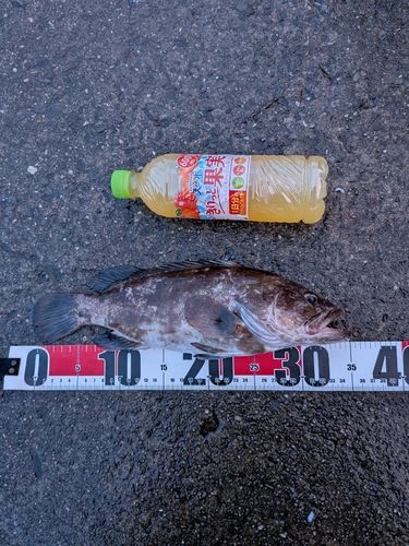 クエの釣果