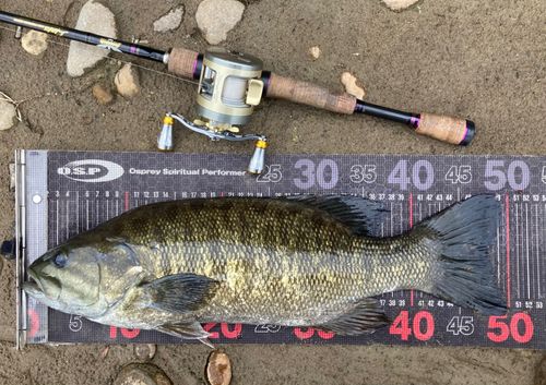 スモールマウスバスの釣果