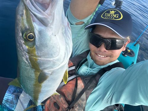 ヒラマサの釣果