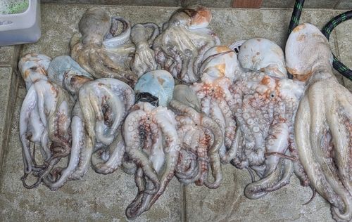 マダコの釣果