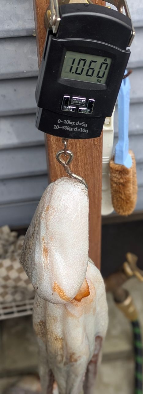 タコタチさんの釣果 2枚目の画像